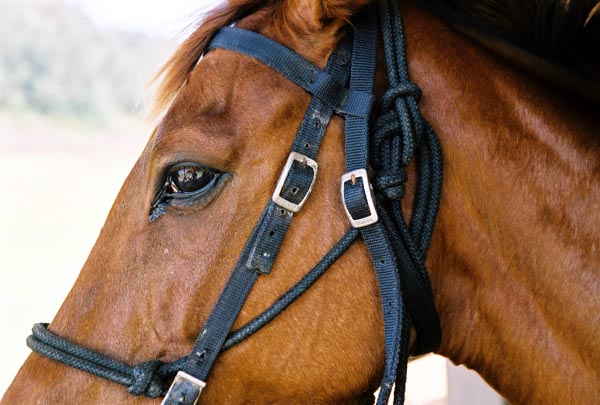  Po'alima (Hawaiian for 'Friday') 