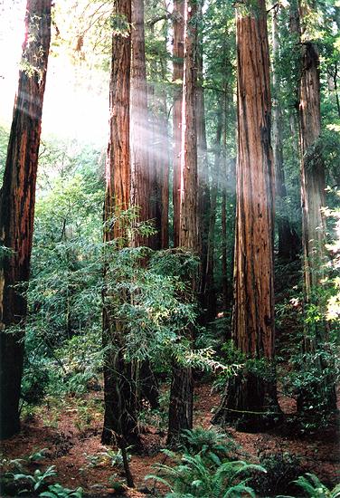  Sunlight in Muir Woods 