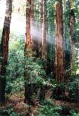  Sunlight in Muir Woods 