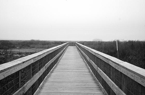  Paynes Prairie - Walkway 
