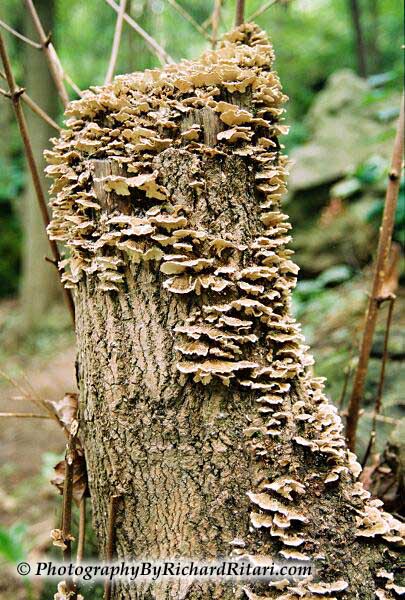  Tree Mushrooms 
