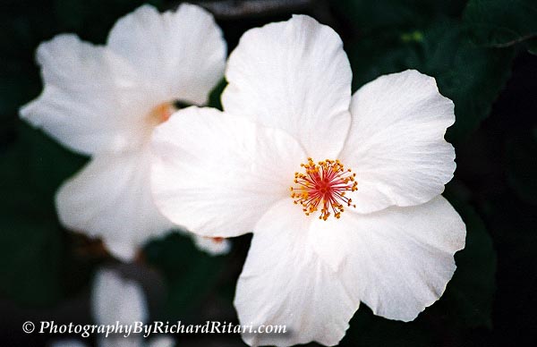  White Hibiscus 