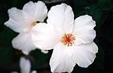  White Hibiscus 